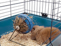 Bunny Toy