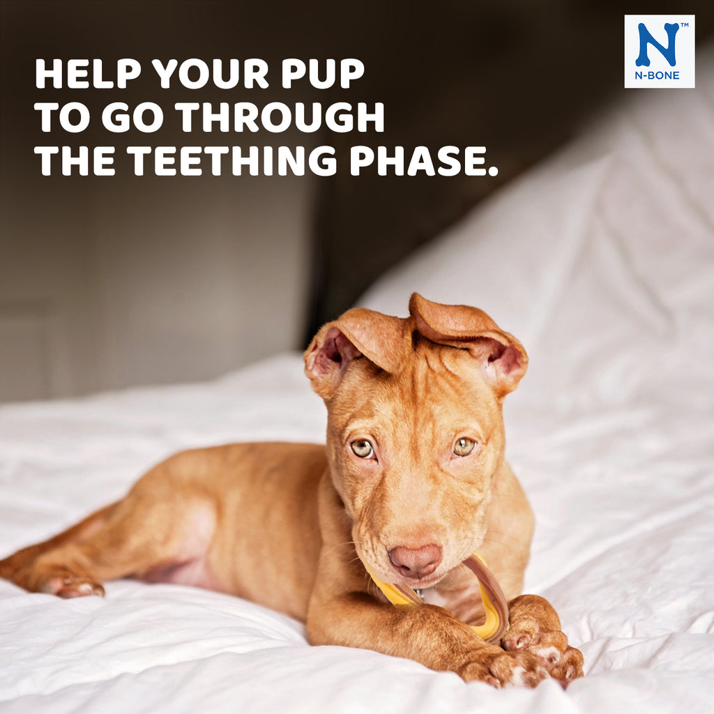 N-Bone Puppy Teething Ring, Pumpkin Flavor