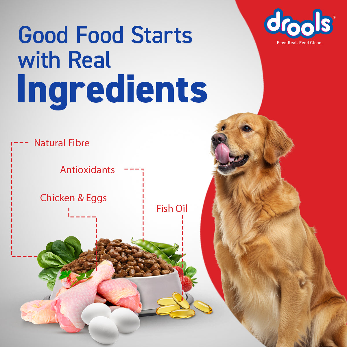 DROOLS ADULT CHIC & EGG DRY FOOD (XXL) - Animeal