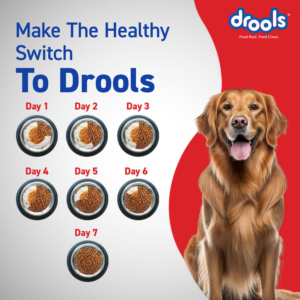 DROOLS ADULT CHIC & EGG DRY FOOD (XXL) - Animeal