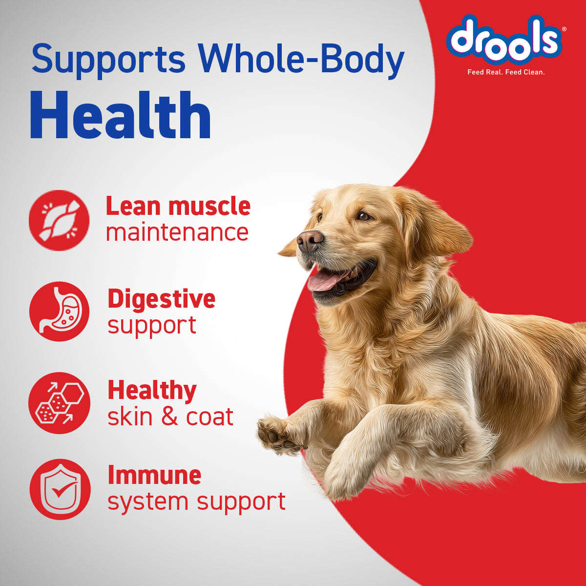 DROOLS ADULT CHIC & EGG DRY FOOD (XXL) - Animeal