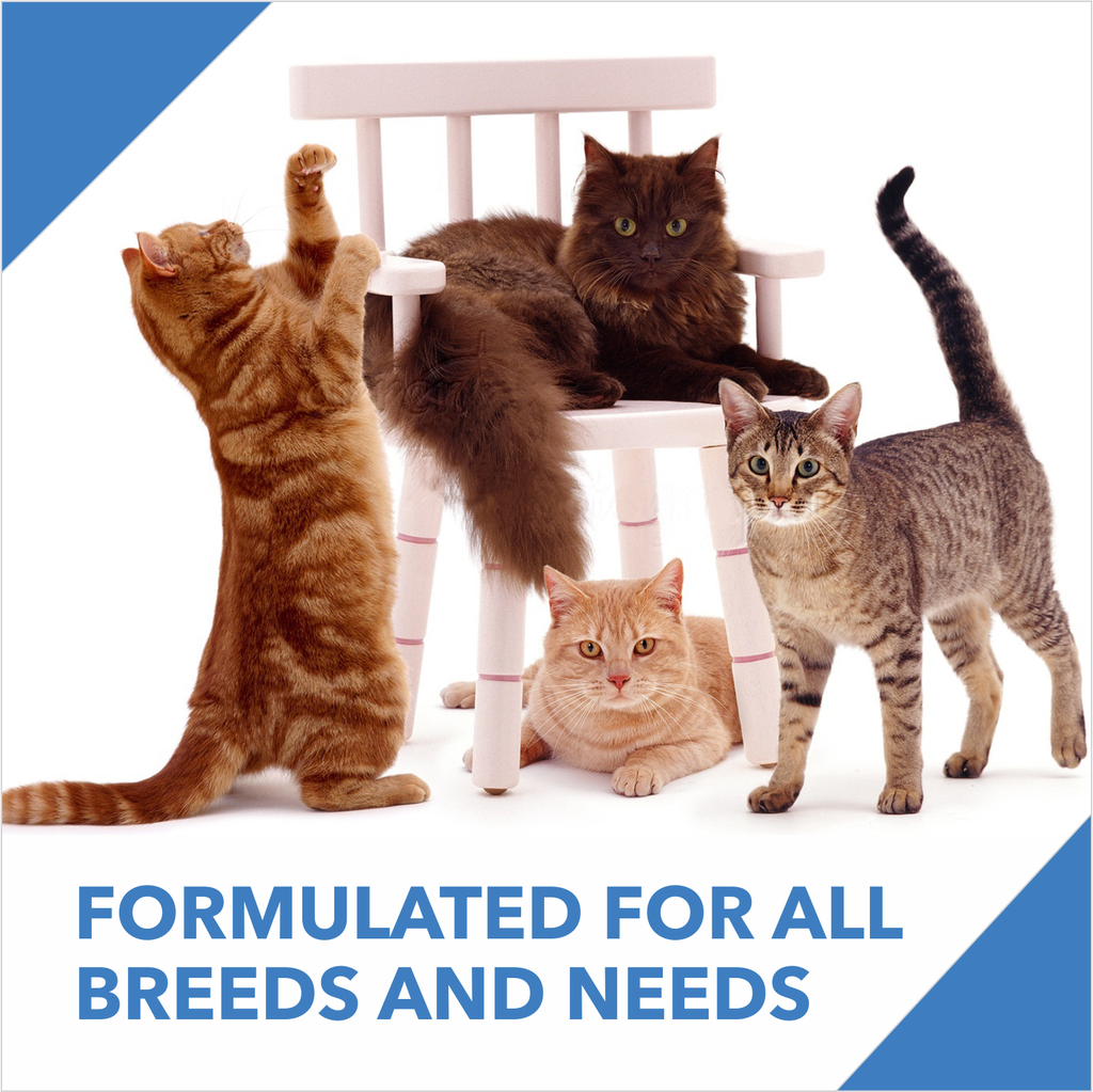 DROOLS KITTEN OCEAN FISH DRY FOOD (M) - Animeal