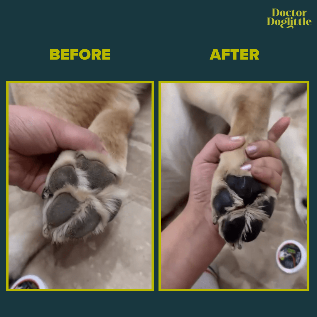 Doctor Doglittle Probiotic Shea Butter Paw & Nose Balm - Animeal