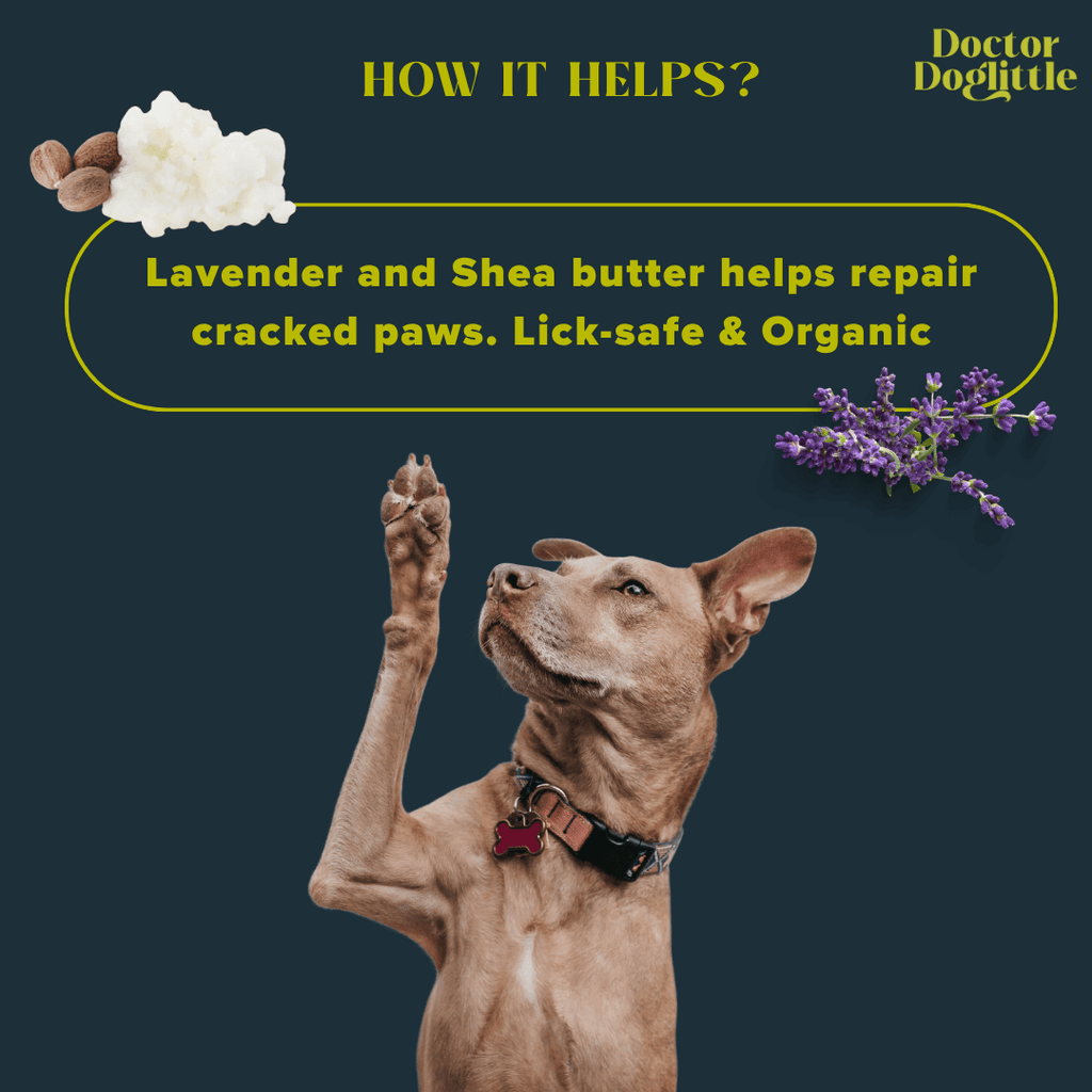 Doctor Doglittle Probiotic Shea Butter Paw & Nose Balm - Animeal