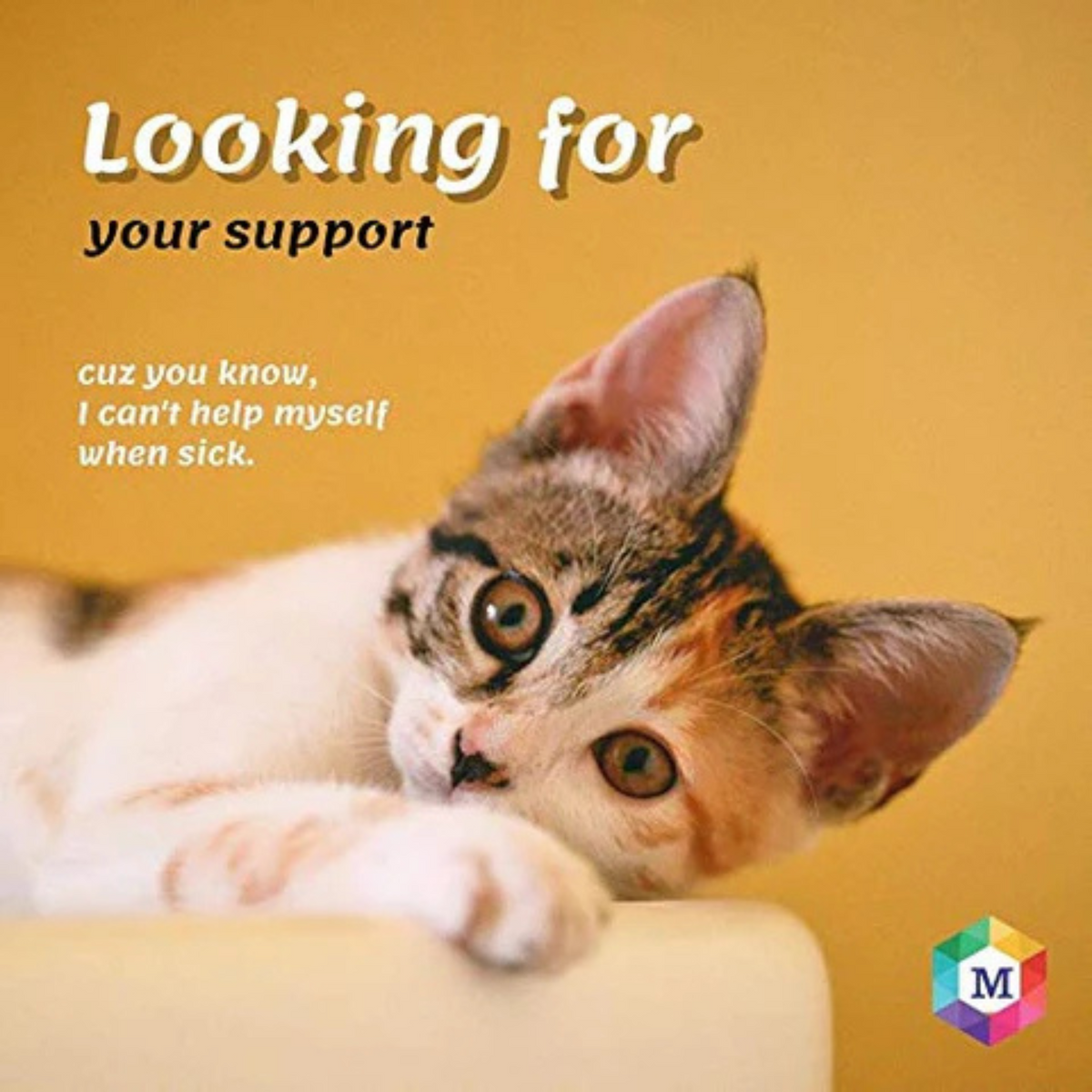 Spot On Treatment for Cats - Animeal