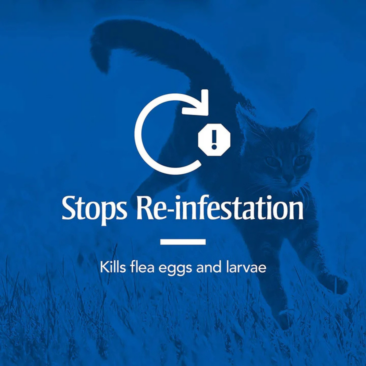 Spot On Treatment for Cats - Animeal