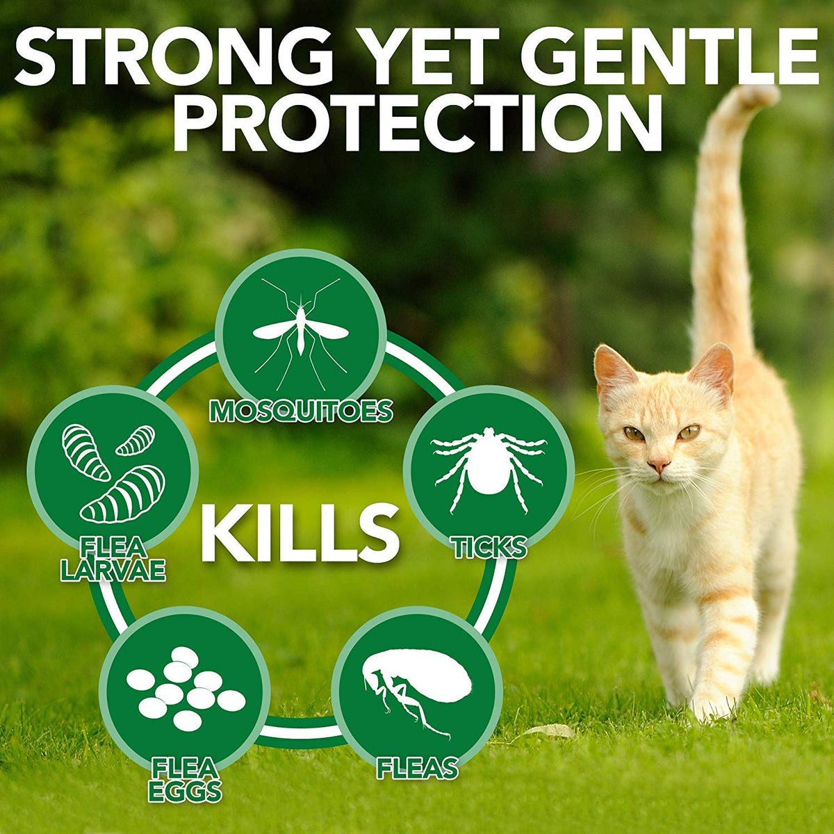 Spot On Treatment for Cats (Pack of 2) - Animeal