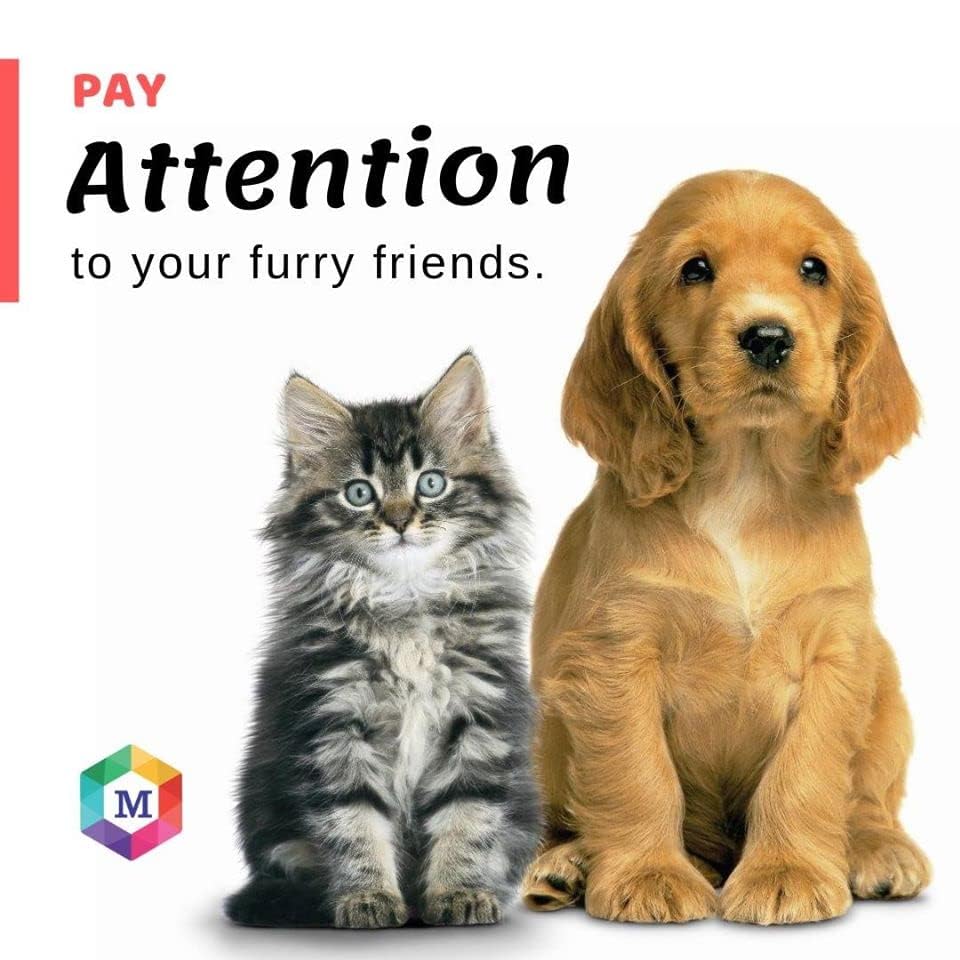 Spot On Treatment for Small Dogs (Up to 10 kg) | (Pack of 3) - Animeal
